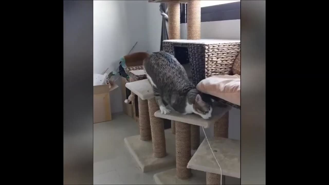 Funny_Animals-_-_Best_Of_The_2020_Funny_Animal_Videos(1080p)