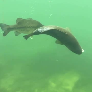 Mother humpback whale brings her baby close to swimmers in Tonga
