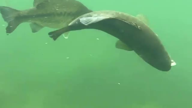 Mother humpback whale brings her baby close to swimmers in Tonga