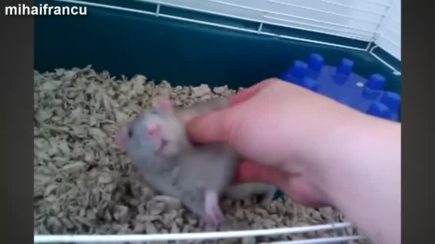 Adorable Animals Enjoying A Belly Rub