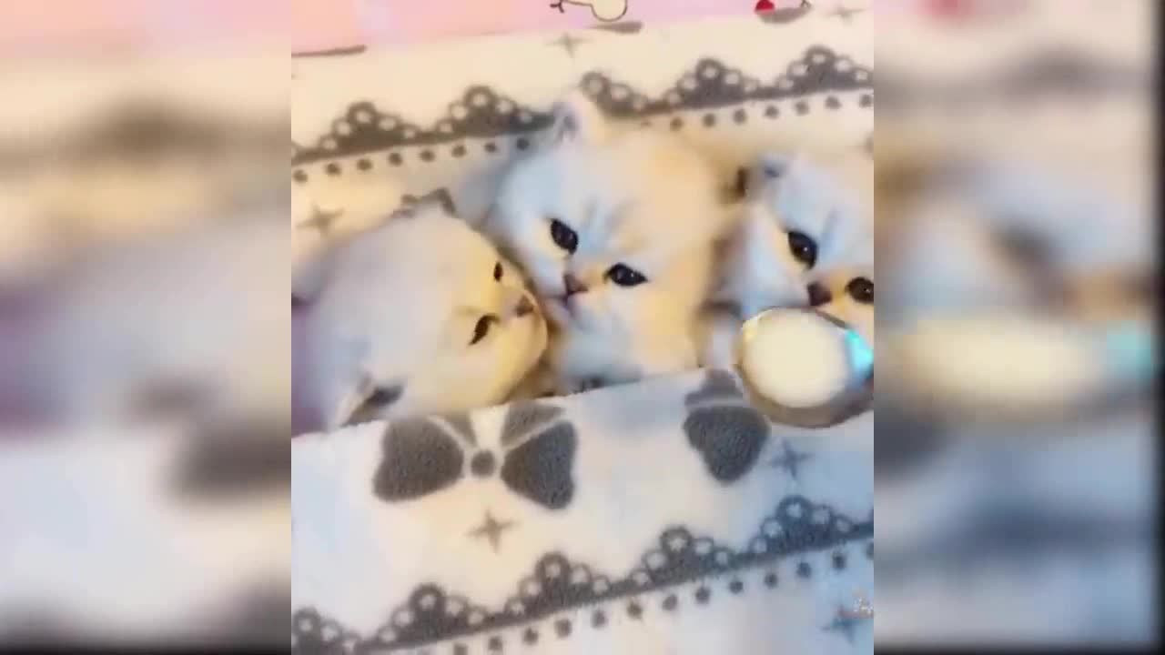 Cute Funny Cat Video 2021 #27