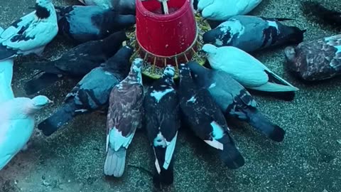 Very beautiful Pigeon