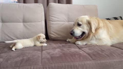 Golden Retriever Confused by new Puppy