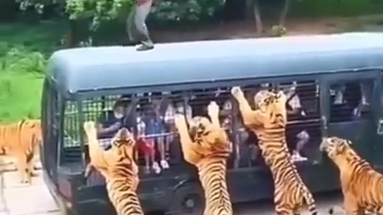 Tiger dangerous attack man😭😭😭