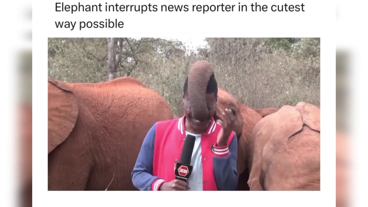Elephant interrupts news reporter in the cute way possible.
