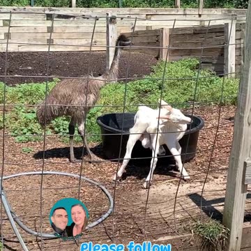 DON’T GOAT BREAKING MY HEART. I COULDN’T EMU TRIED!