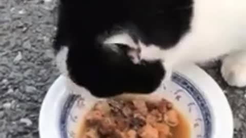 Cute cat eat