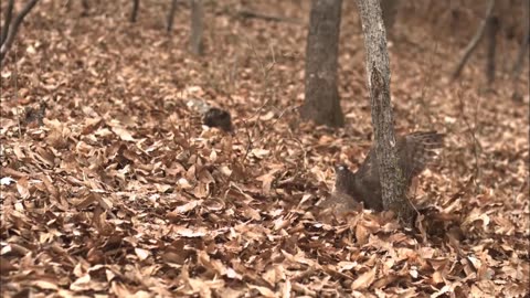 Hawk Attack Squirrel On The Tree Animal Video