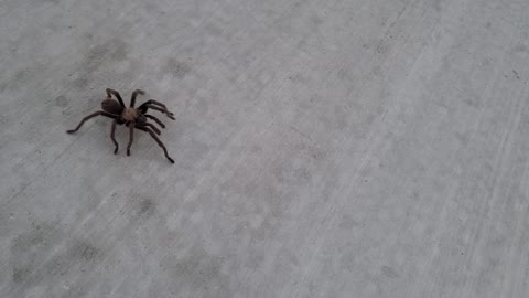 Wild Tarantula in West Las Vegas.