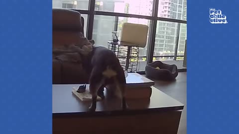 động vật funny phần 24