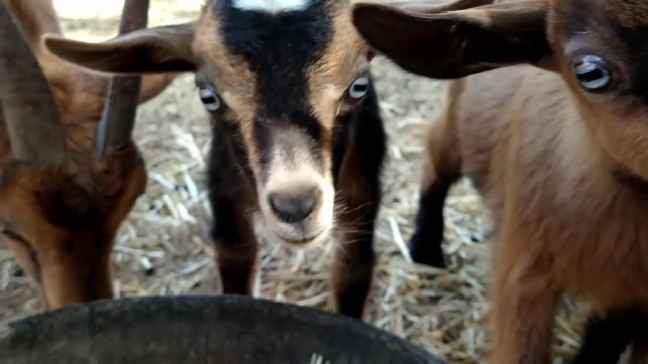 Animals from the Homestead Baby Goats, Horse, Baby Pigs, Rabbit