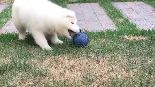 Cute puppy having fun