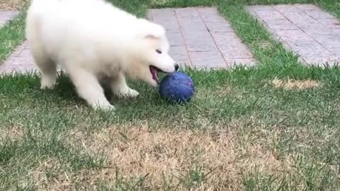 Cute puppy having fun