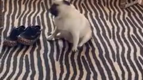 Funny Animals Video