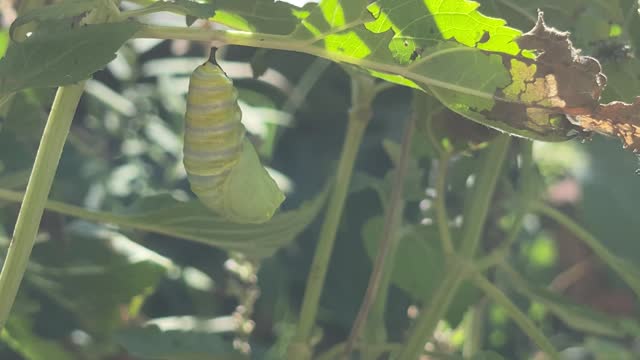 Monarch Caterpillar Transforms into a Chrysalis