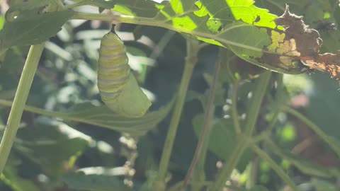 Monarch Caterpillar Transforms into a Chrysalis