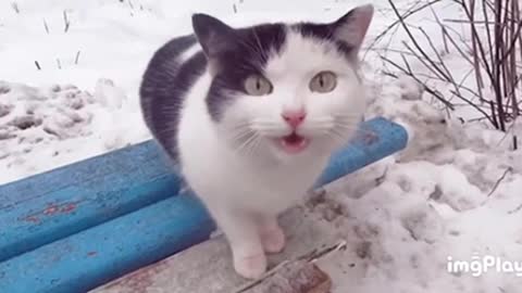 Cute Cat Gif