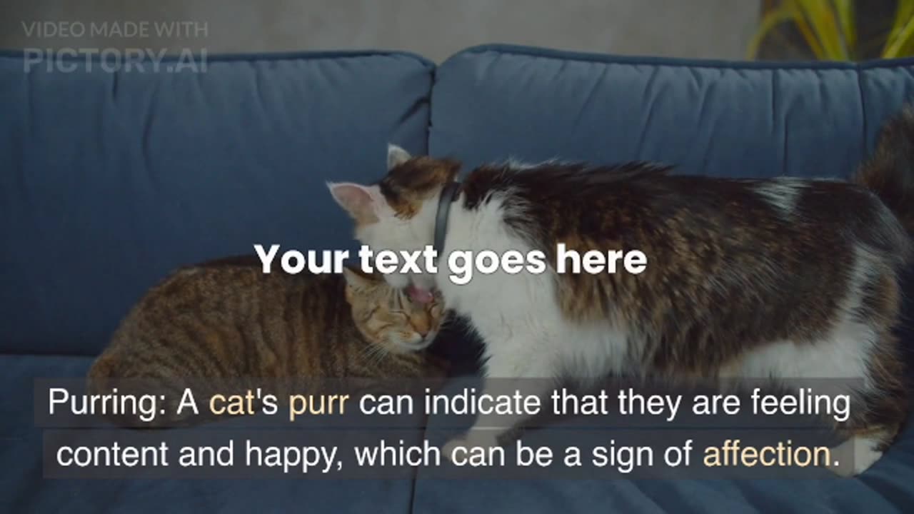 CAT LOVE♥️##