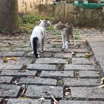 Angry male cats challenge |Cats Fighting |