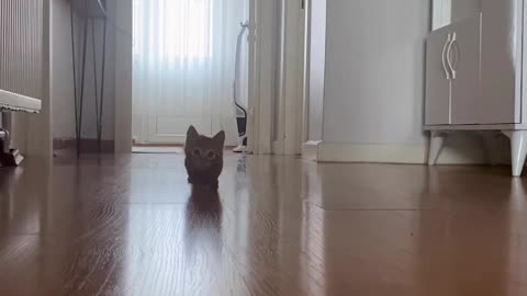 Cute little cat walk