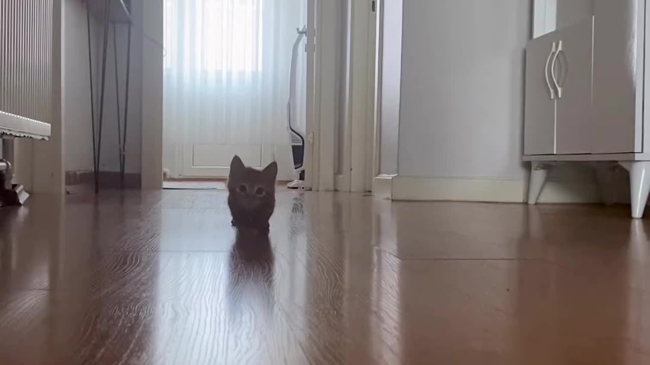 Cute little cat walk