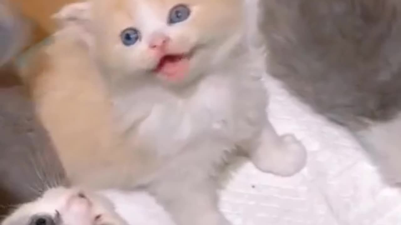 Cute Kitten Meow ☺️☺️☺️