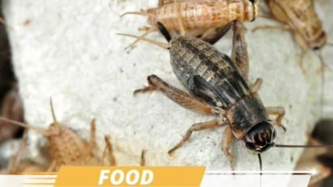 Crickets