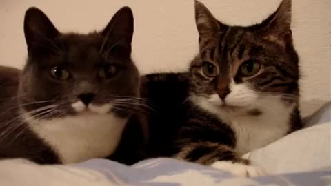 Best Funny Animal Videos Of The 2023 🤣 - Funniest Cats And Dogs Videos 😺😍
