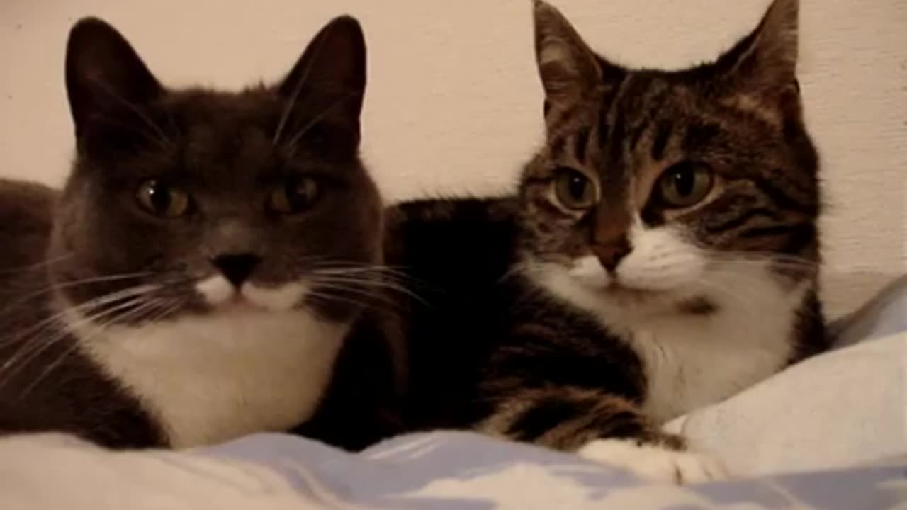 Best Funny Animal Videos Of The 2023 π€£ - Funniest Cats And Dogs Videos πΊπ
