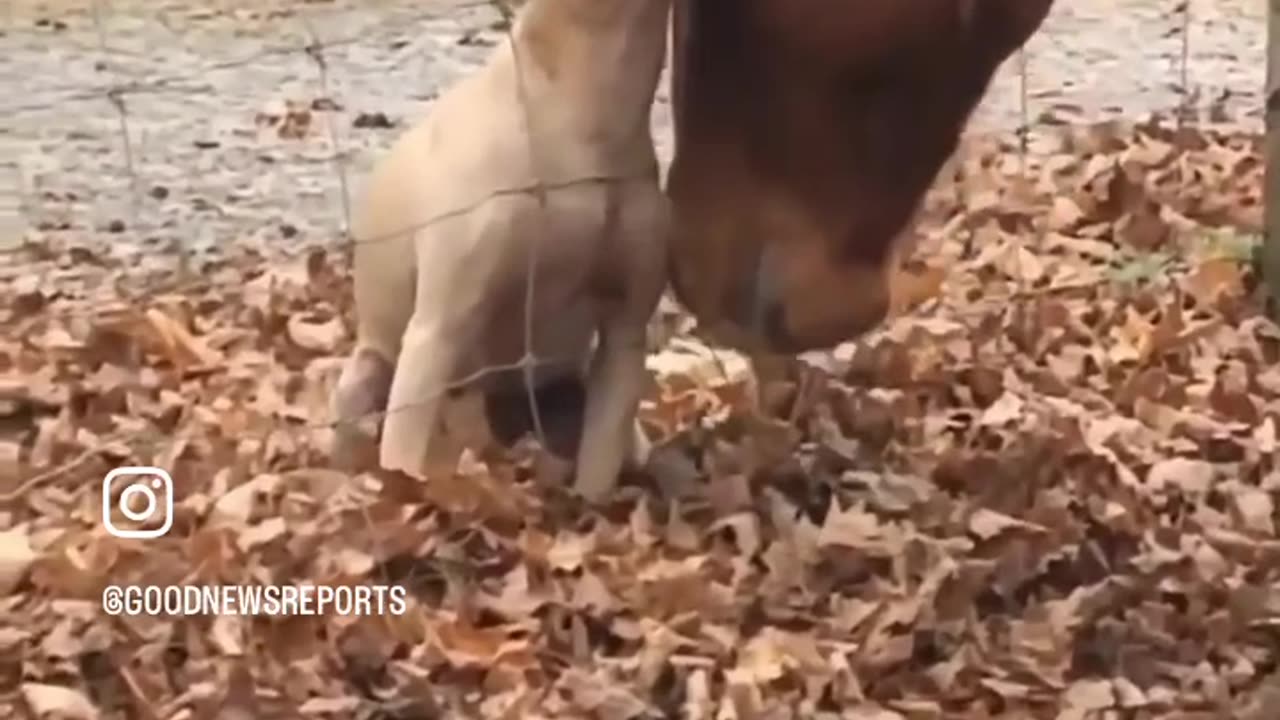 Horse hugging dog