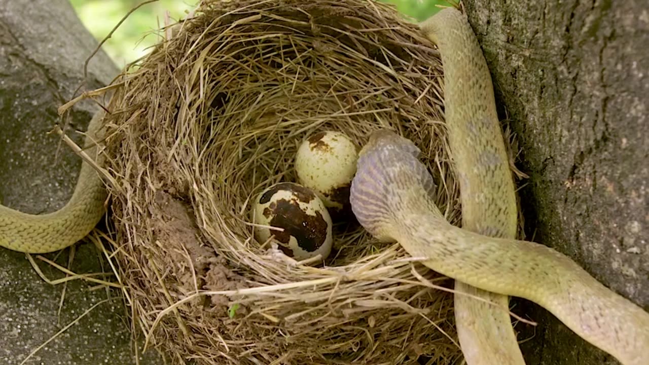 Snake Eating Egg