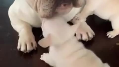 Funny and Cute Dogs