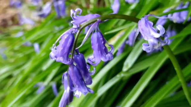 Fairy flowers