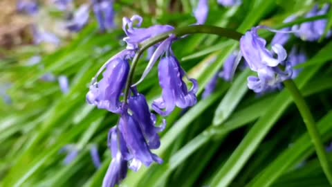 Fairy flowers