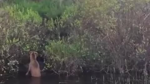 Moose mom asks for help!