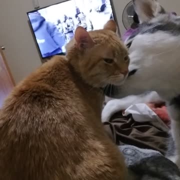 My Dog Diva and my Cat Tang