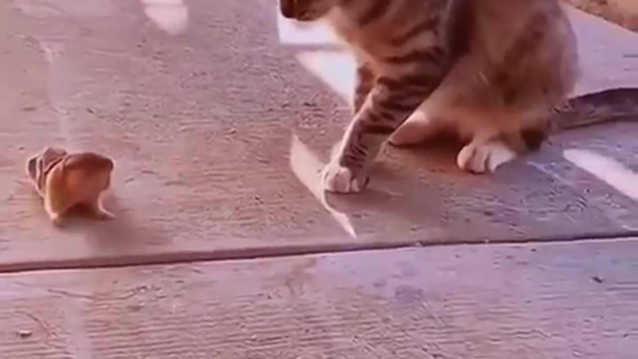 Laugh 😂 Laugh 😂 Laugh 😆😆😆 Funny Videos || Funny Cats.