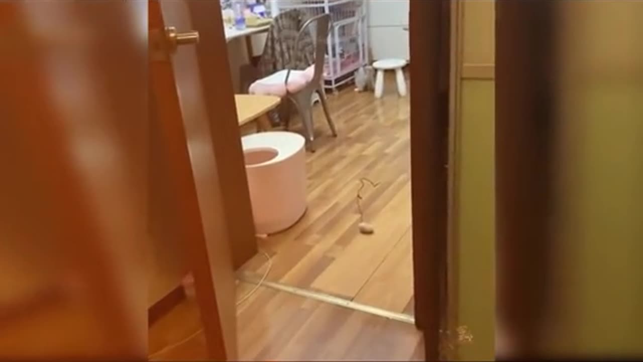 Cat funny video 😂😂 #short #shortcompilation #viral #viralvideos #shortfeeds #shorts