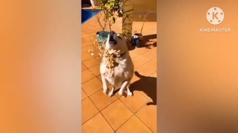 Funny animals - Funny cats / dogs - Funny animals video 6