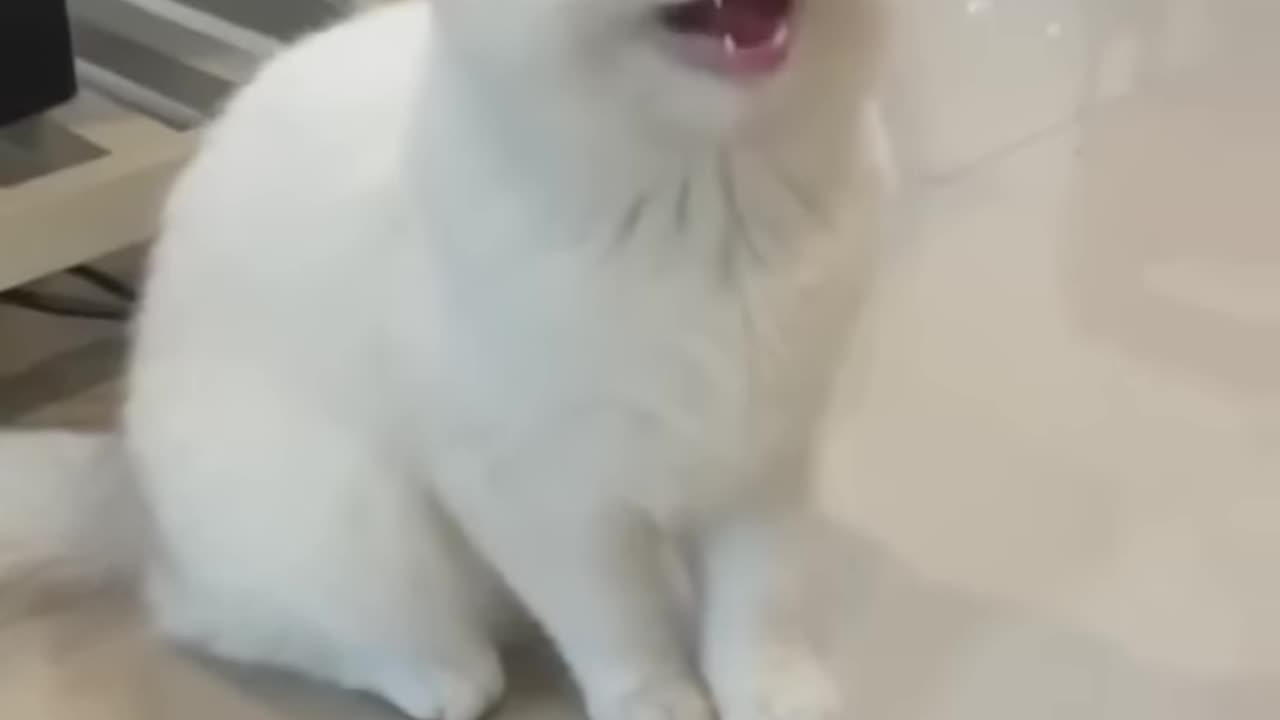 Cats short video...