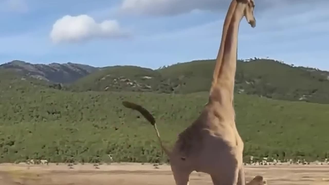 Lions are too hard working.