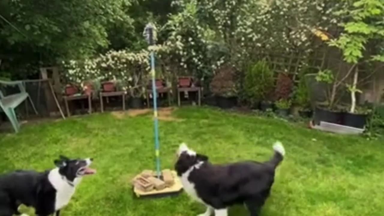 Cute Doggies enjoing a game of tetherbal