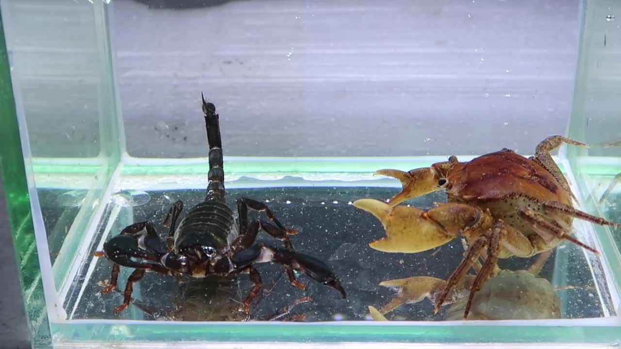 Crab vs Scorpion Underwater - Caranguejo vs Escorpião-11