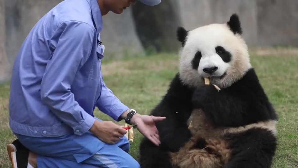 The giant panda