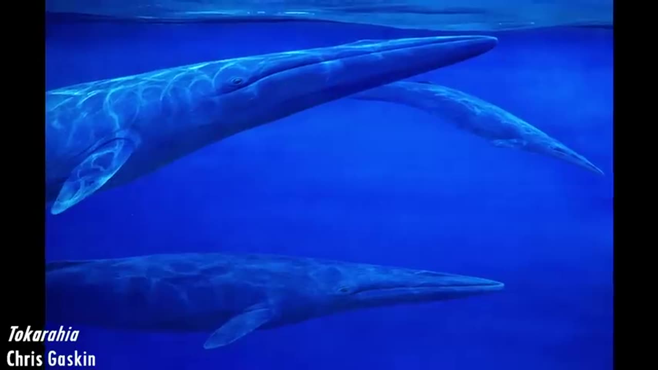 Extinct Whales