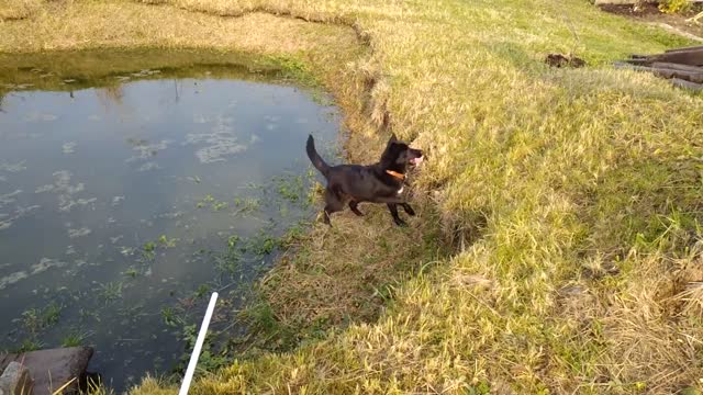 A clip of a dog playing and having fun with the ball, either a small pond