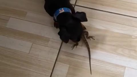 Tiny Dog Runs Away With Lizard