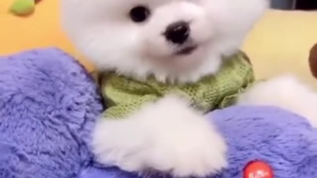 Best Funny dogs HD videos 2021 | we love dogs - 69