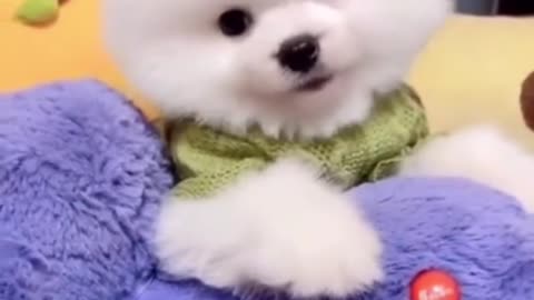 Best Funny dogs HD videos 2021 | we love dogs - 69