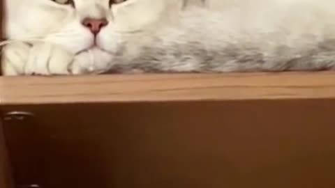 So comfy in a sound sleep!❤️😊💤🐈